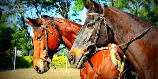 Japalouppe Equestrian Cente