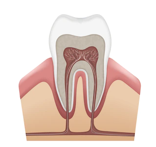 Enamel Regeneration