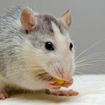 Mouse Bait for Electronic Traps