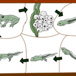 NCERT-solutions-for-class-10-Science-Life-Processes