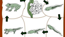 NCERT-solutions-for-class-10-Science-Life-Processes