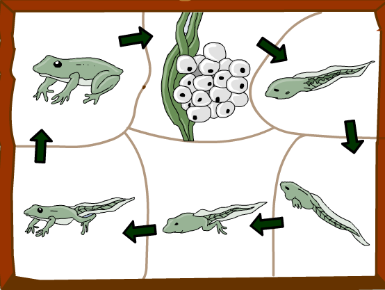 NCERT-solutions-for-class-10-Science-Life-Processes