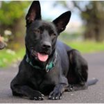 The Components and Importance of the Endocannabinoid System in Dogs