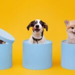 Own a Dog