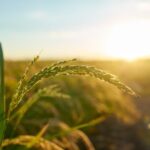 Agriculture
