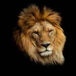 Lion-King