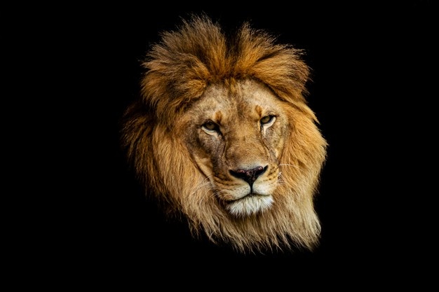 Lion-King