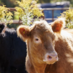 The Role of Process Standardisation Among Veterinary Pharmaceutical Manufacturers