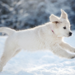 Key Advantages of Partnering with Premier Veterinary Products Manufacturers