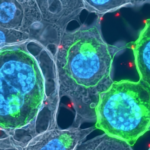 anti-LIGHT antibody