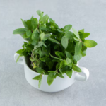 Which Tulsi Plant Varieties Should You Explore For Your Home?